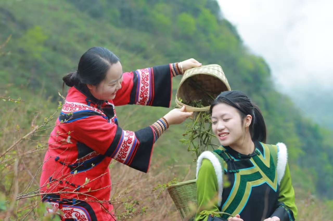东西部协作｜一颗蕨菜的出海之旅 见证甬凉东西部产业协作累累果实