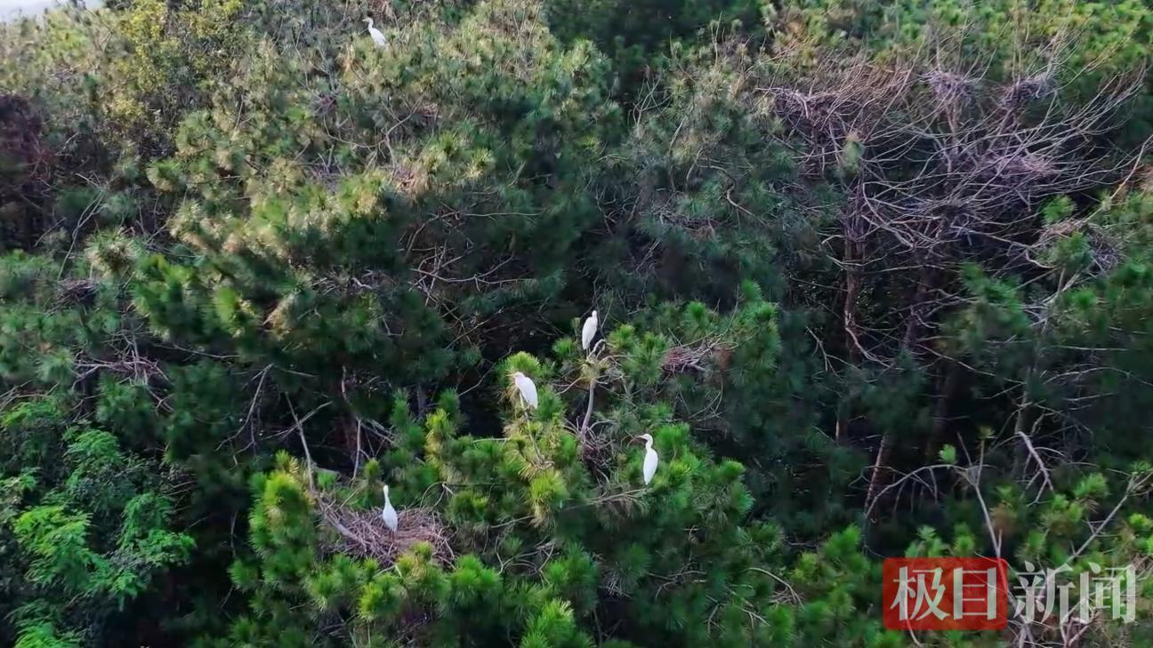 20余种野生鸟类翩跹栖居湖北孝昌