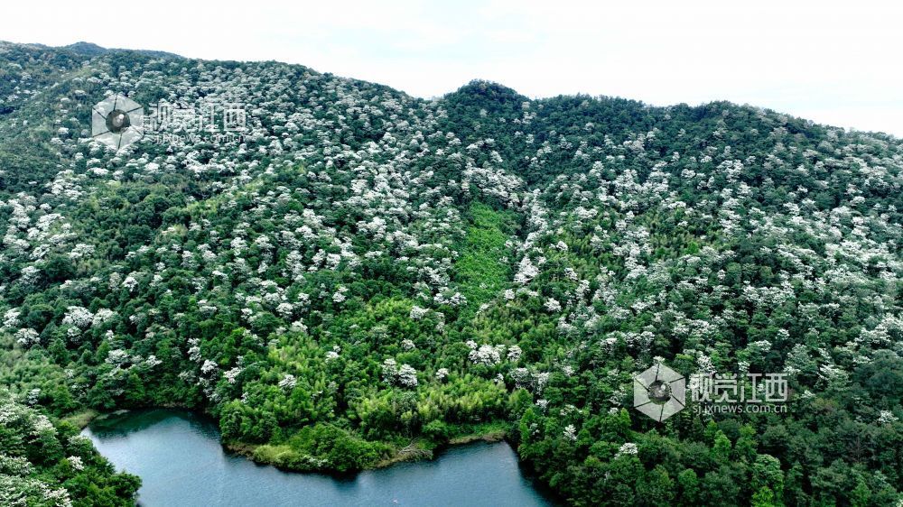 江西分宜：油桐花开美如画（图）