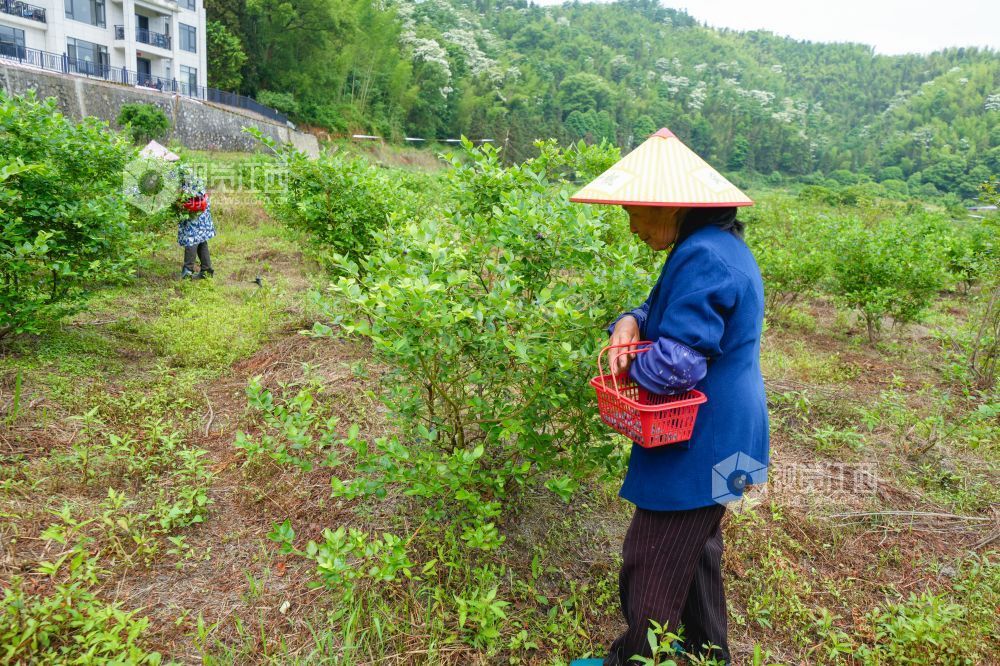 江西萍乡：蓝莓成熟迎客来（图）