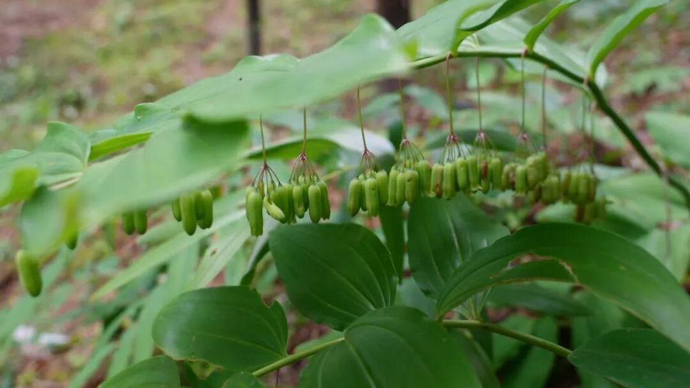 该基地种植的黄精。