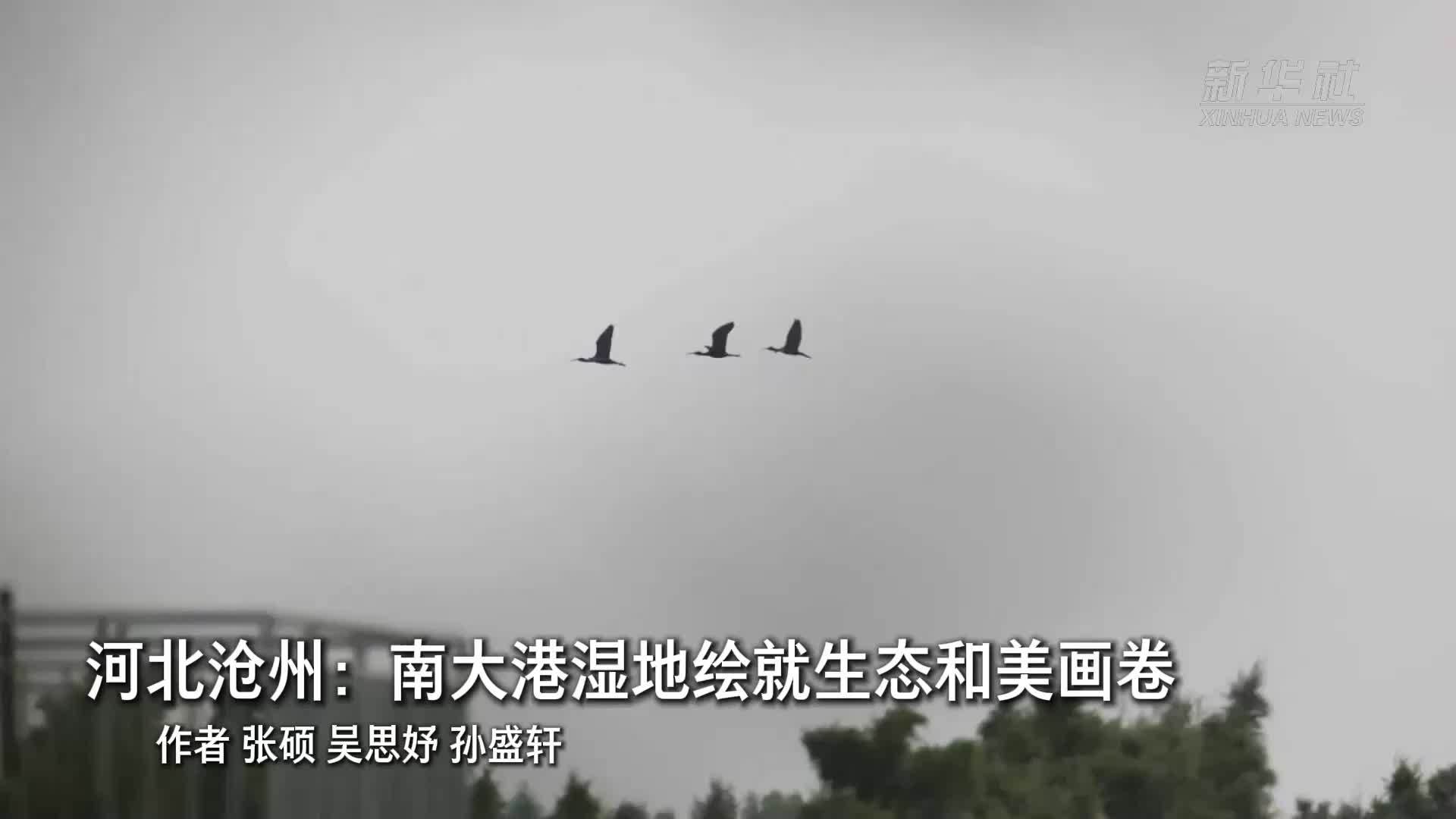 河北沧州：南大港湿地绘就生态和美画卷