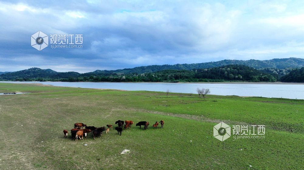 江西分宜:河畔生态放牧 助力村民增收(图)