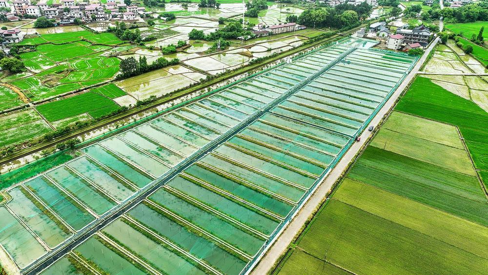 奉新县：稻蛙共养（图）