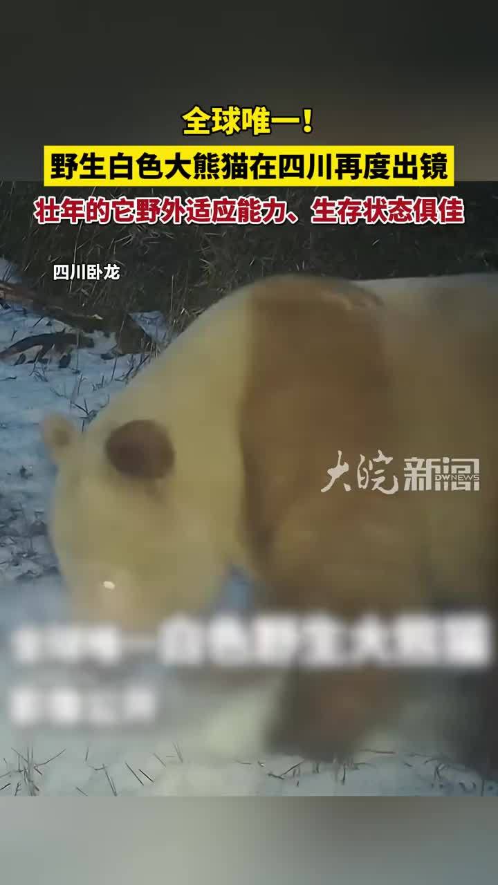 全球唯一！野生白色大熊猫在四川再度出镜 #野生白色大熊猫