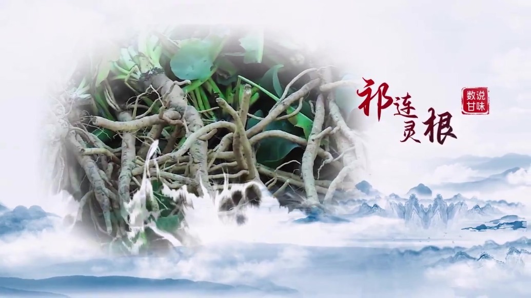 【甘快看】祁连灵根　甘肃民乐板蓝根