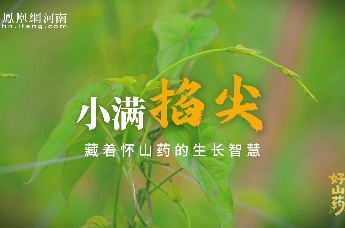 小满掐尖，藏着怀山药的生长智慧