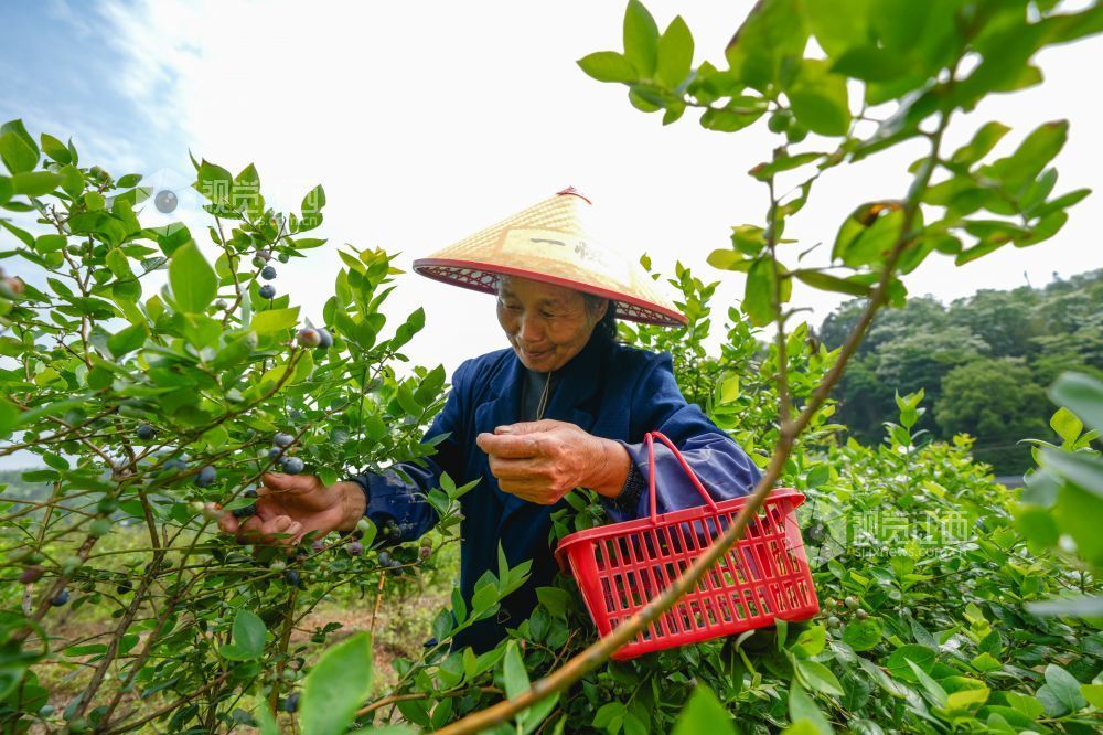 江西萍乡：蓝莓成熟迎客来（图）