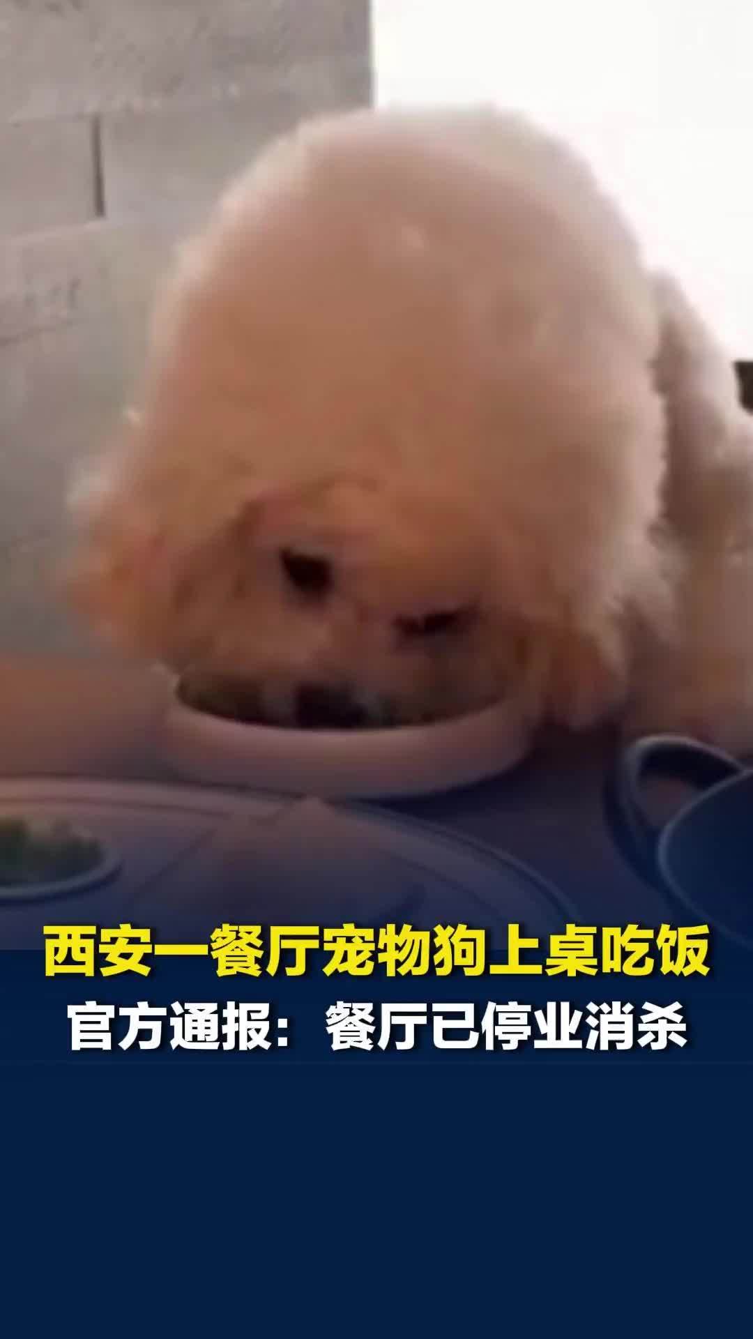 西安一餐厅宠物狗上桌吃饭，官方通报：情况属实，餐厅已停业消杀、更换餐具