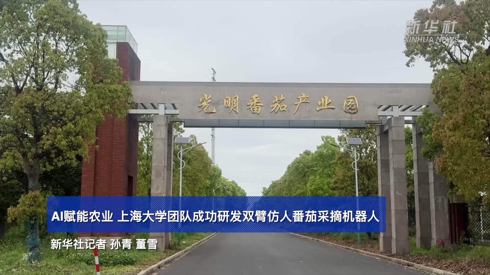 AI赋能农业 上海大学团队成功研发双臂仿人番茄采摘机器人