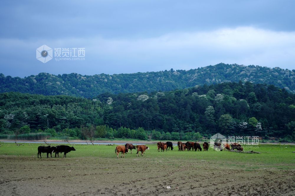 江西分宜:河畔生态放牧 助力村民增收(图)