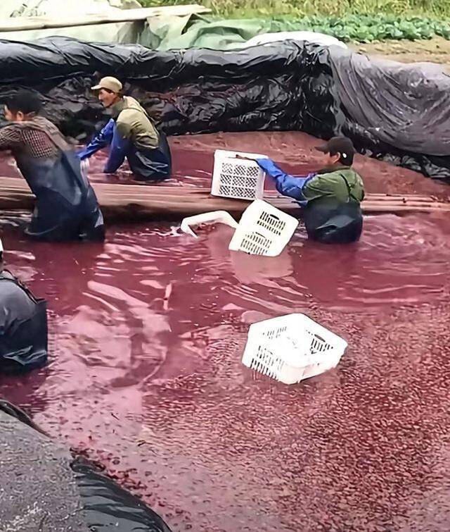 杨梅内外销双标惹众怒！如今大量滞销，果农损失谁来承担？