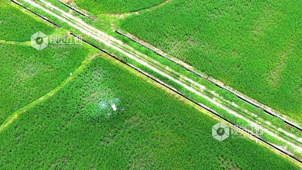 2026年5月18日，江西省吉安市峡江县水边镇义桥村高标准农田，村民操作植保无人机对水稻进行飞防作业。