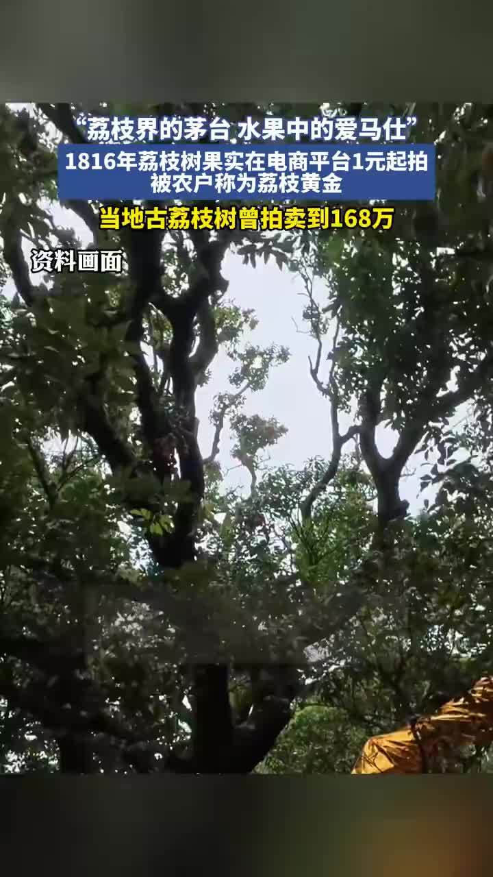 1816岁古荔树果实仅1元起拍