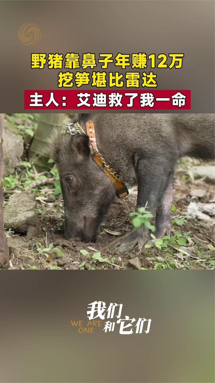 野猪靠鼻子年赚12万 挖笋堪比雷达 主人：艾迪救了我一命