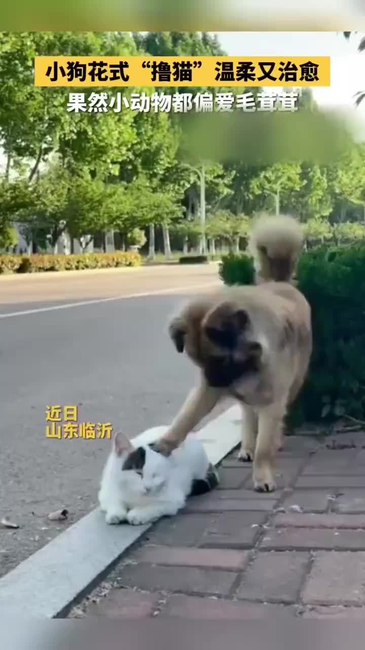 温暖又治愈！小狗花式撸猫