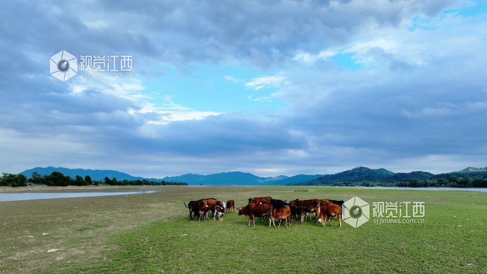 江西分宜:河畔生态放牧 助力村民增收(图)