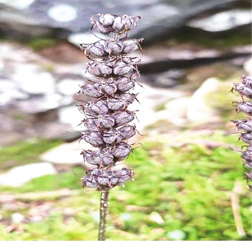 珍稀濒危植物太白山鸟巢兰