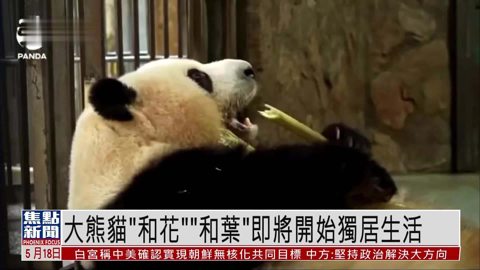 大熊猫“和花”“和叶”即将开始独居生活