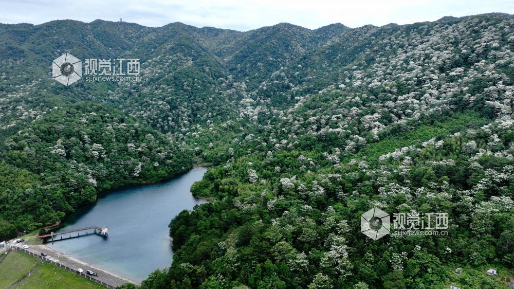 江西分宜：油桐花开美如画（图）