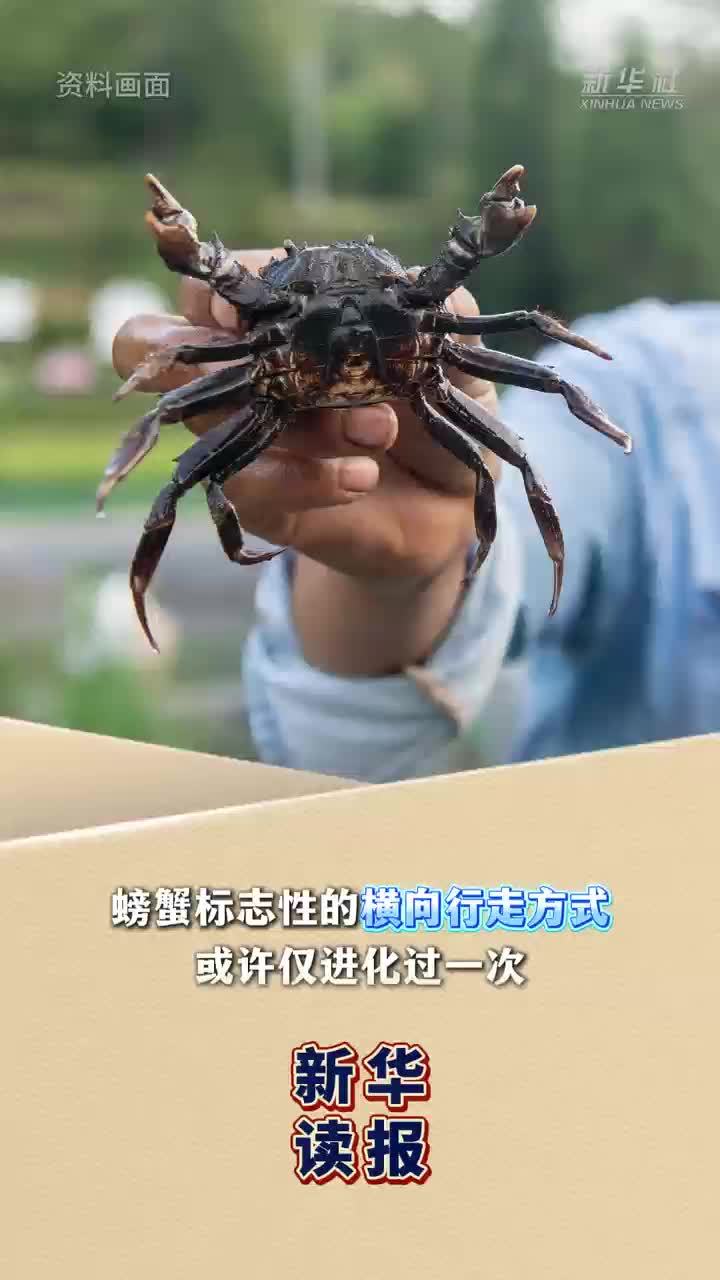 新华读报｜螃蟹“横着走”的生存智慧