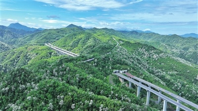 江西萍乡：桐花盛开，山乡美景如画（图）