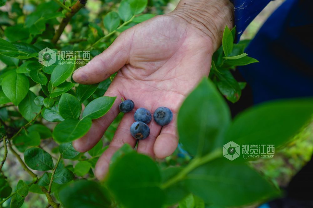 江西萍乡：蓝莓成熟迎客来（图）
