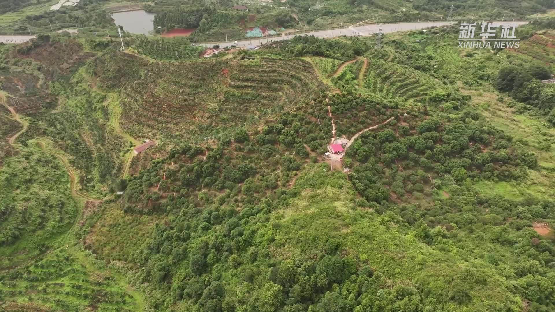 江西大余：杨梅吐艳迎小满