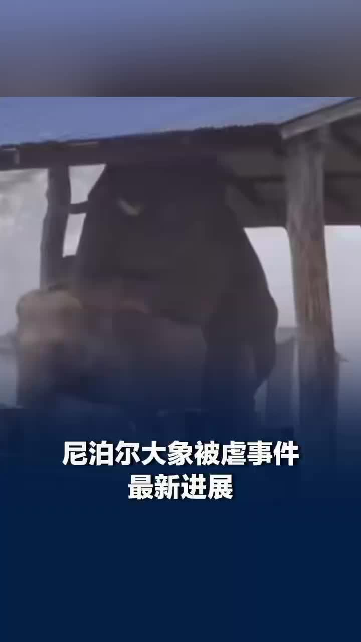 尼泊尔大象被虐事件最新进展，多个动物保护组织将携手敦促变革
