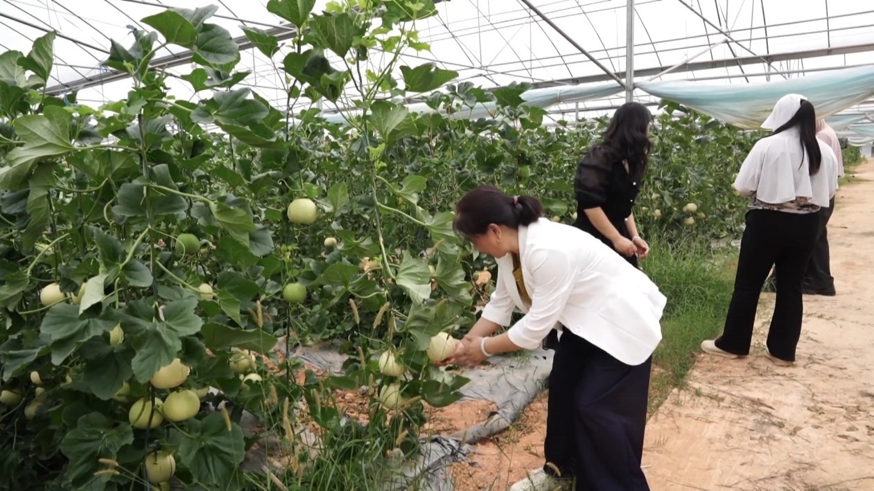 金溪特色果蔬采摘游“甜蜜”上线！游客：体验感满满，价格实惠