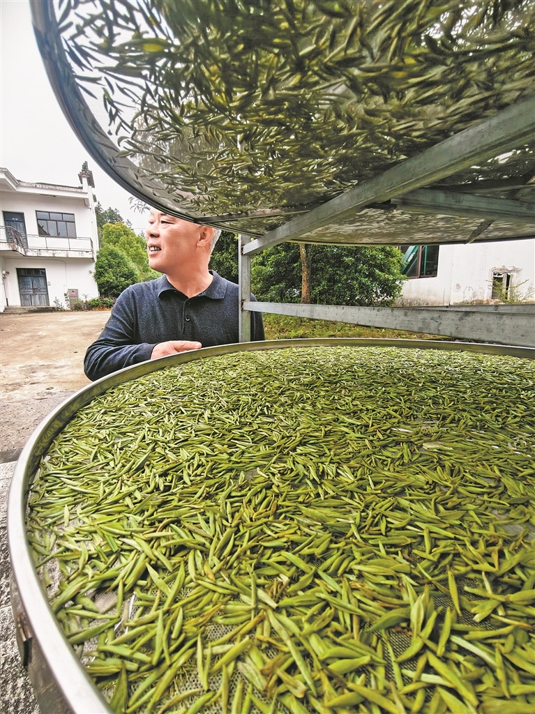 4月10日，浮梁县瑶里茶叶有限公司，茶人吴建芳将刚刚采摘的鲜叶进行摊青处理。