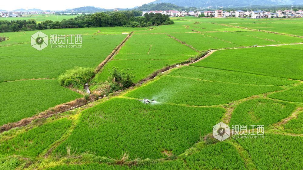 2026年5月18日，江西省吉安市峡江县水边镇义桥村高标准农田，村民操作植保无人机对水稻进行飞防作业。
