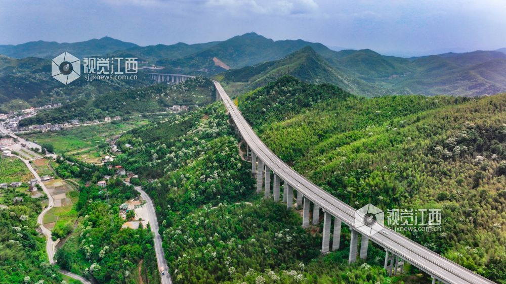 萍乡湘东：桐花绽放美如画（图）