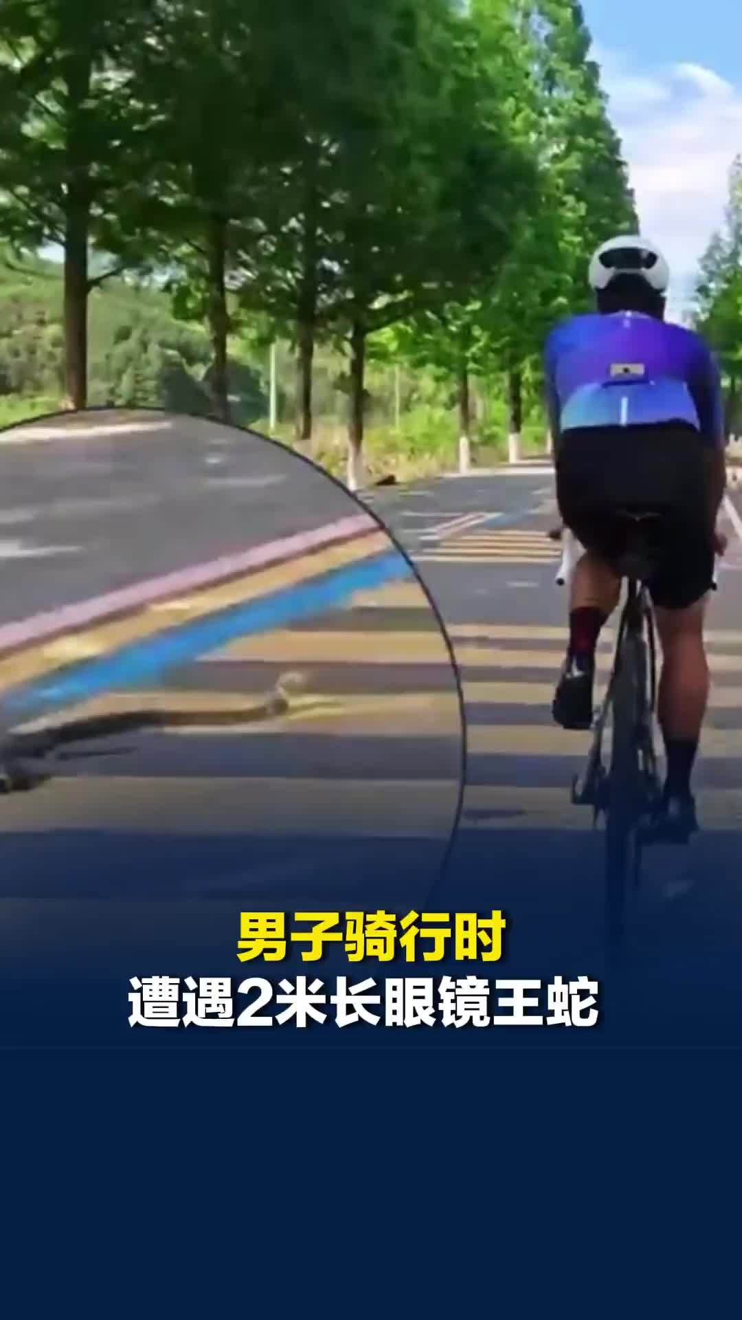 福建一男子骑行时遭遇2米长眼镜王蛇，险些被攻击！当事人：最开始还以为是减速带