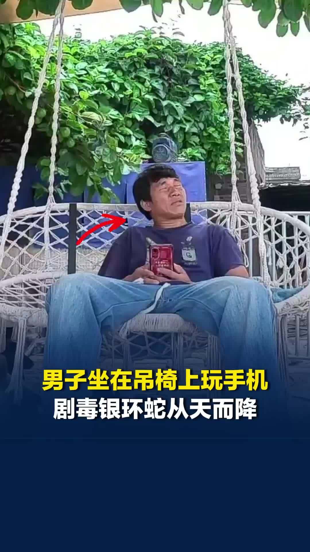 广东一男子坐在吊椅上刷手机，剧毒银环蛇顺着藤蔓从天而降