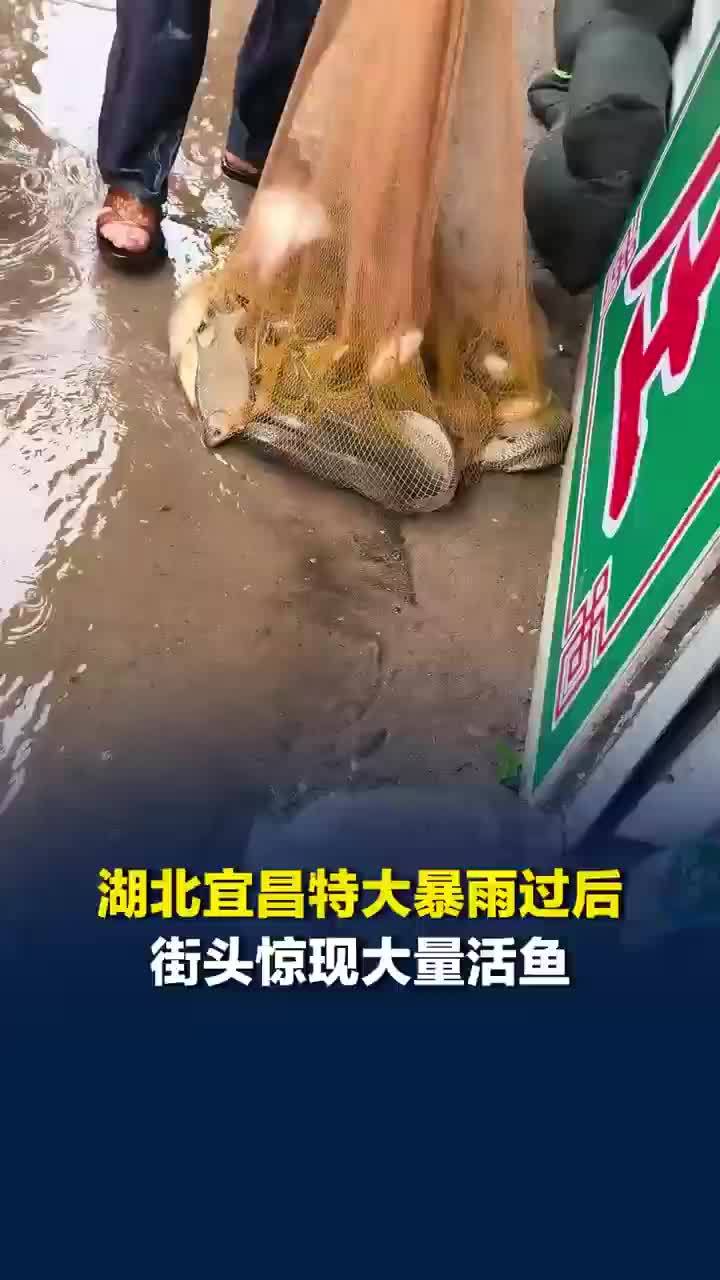 湖北宜昌暴雨过后街头惊现大量活鱼，市民雨后上街撒网捞鱼吃不完腌咸鱼