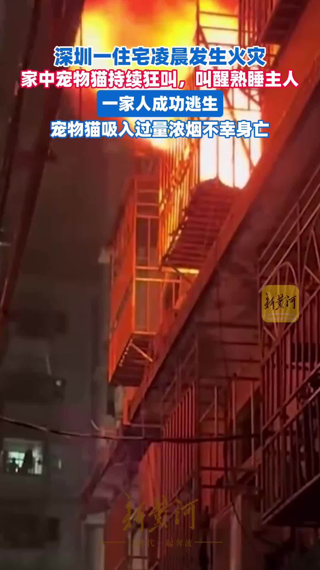 凌晨四点发生火灾，家中宠物猫叫醒熟睡主人，一家人成功逃生，宠物猫吸入过量浓烟不幸死亡