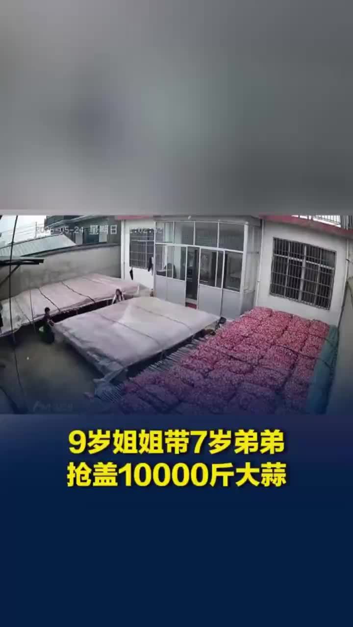 9岁姐姐带弟弟暴雨抢盖1万斤大蒜
