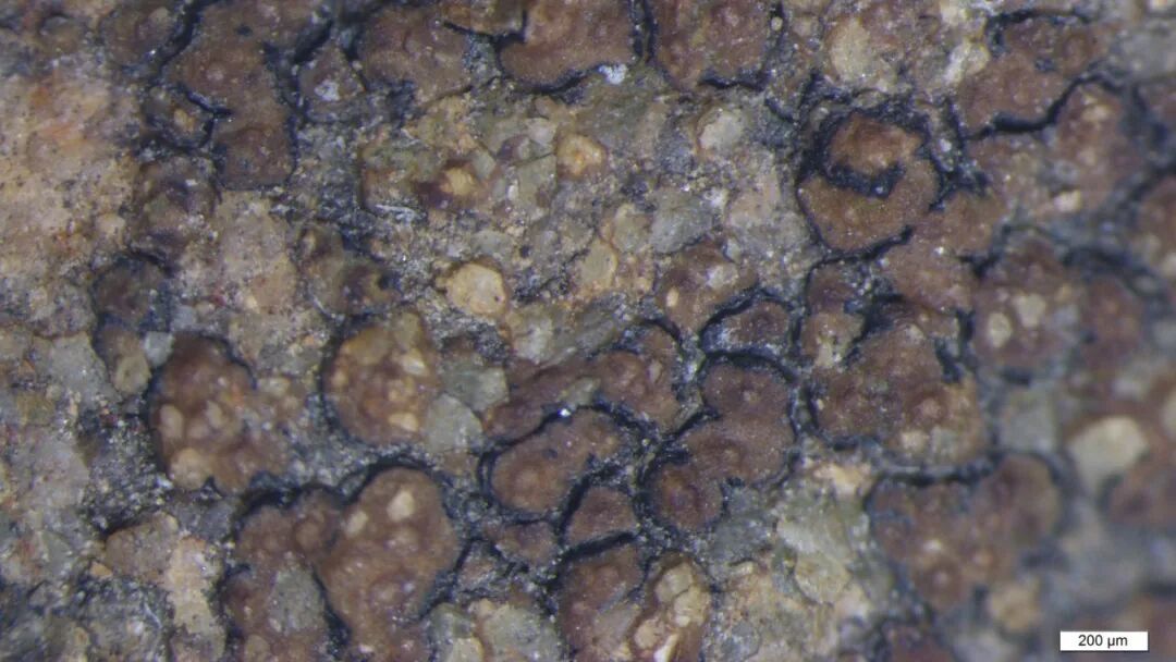 常州百孢衣(200μm).jpg