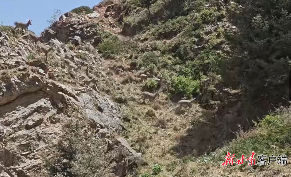现身祁连山的30余只岩羊种群　文中视频图片均由安发元拍摄