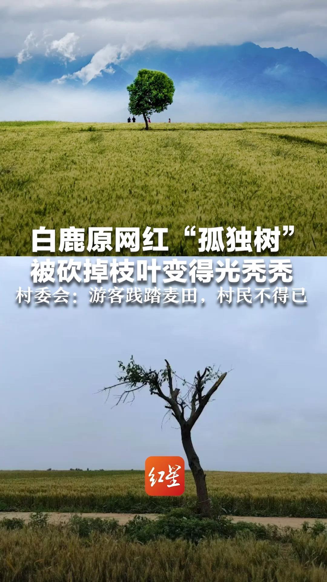 白鹿原网红“孤独树”被砍掉枝叶变得光秃秃 村委会：打卡游客太多踩坏麦田 村民不得已砍掉树枝
