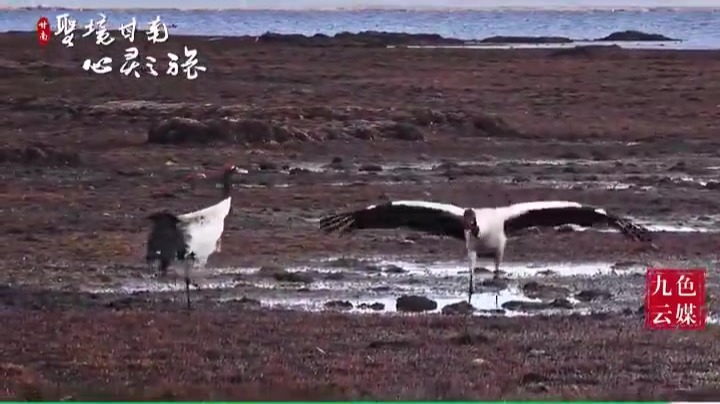 沉浸式看黑颈鹤跳舞　这大长腿太美了