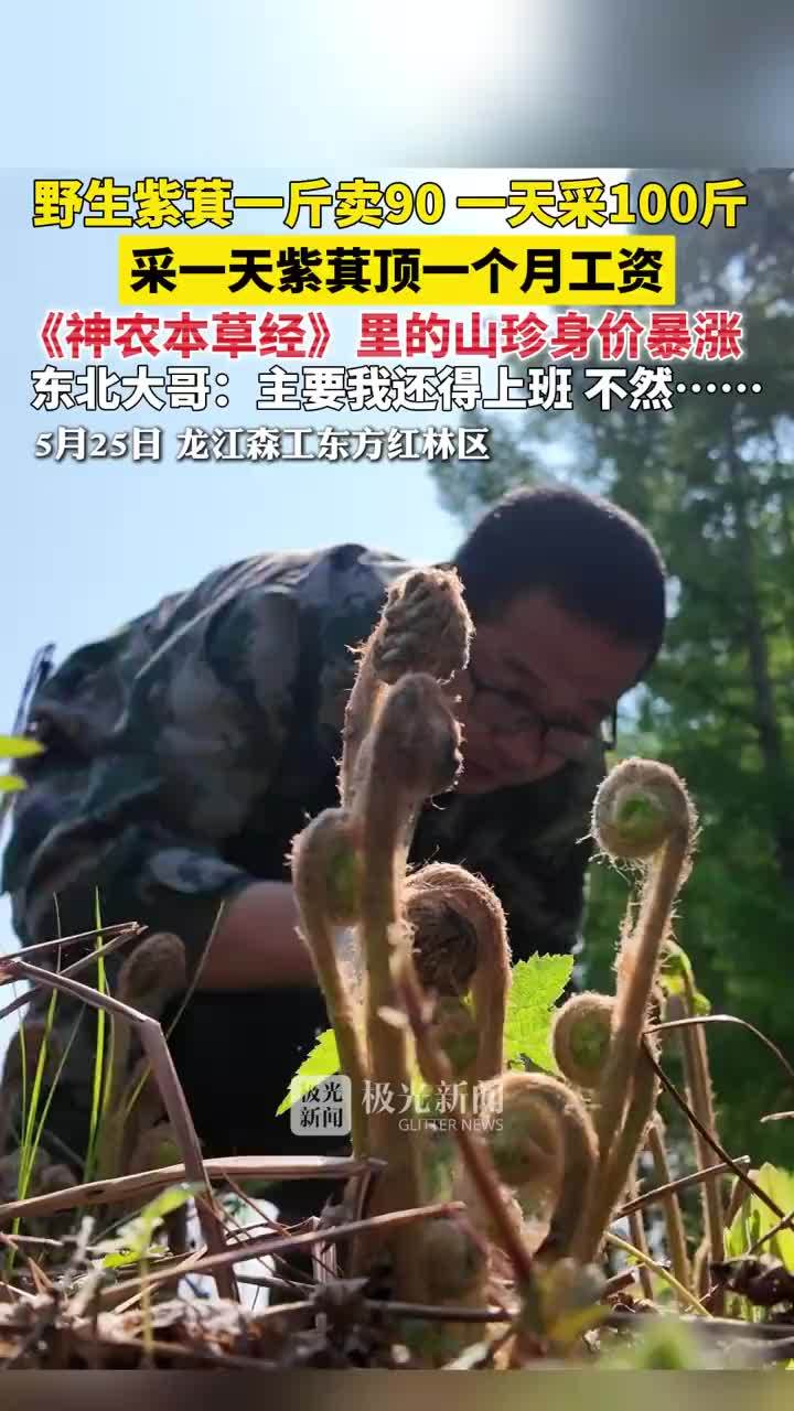 大哥采一天野生紫萁顶一个月工资