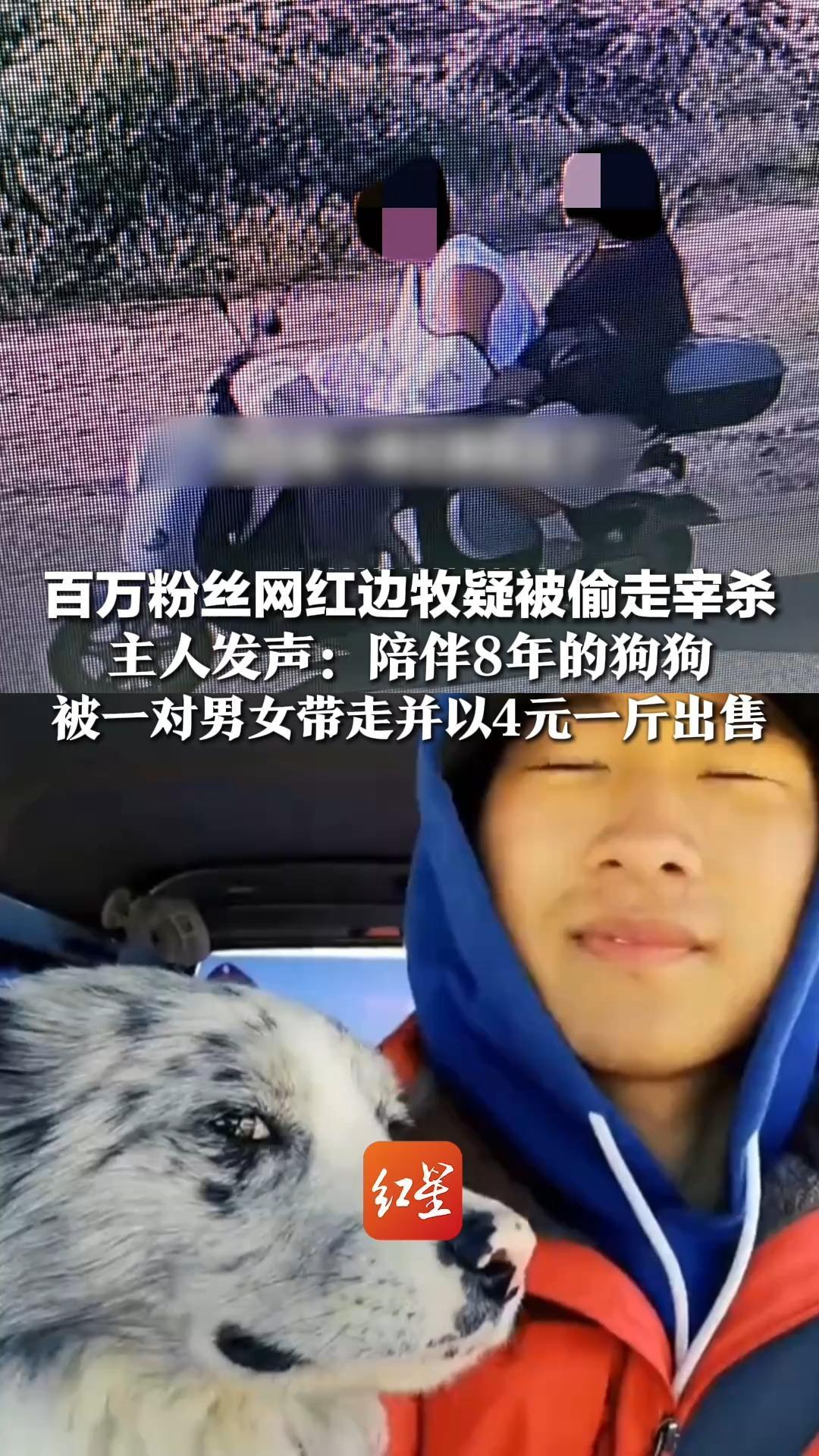 百万粉丝网红边牧疑被偷宰杀，主人发声：陪伴8年的狗狗，被一对男女带走并以4元一斤出售，追究刑事责任，不会和解