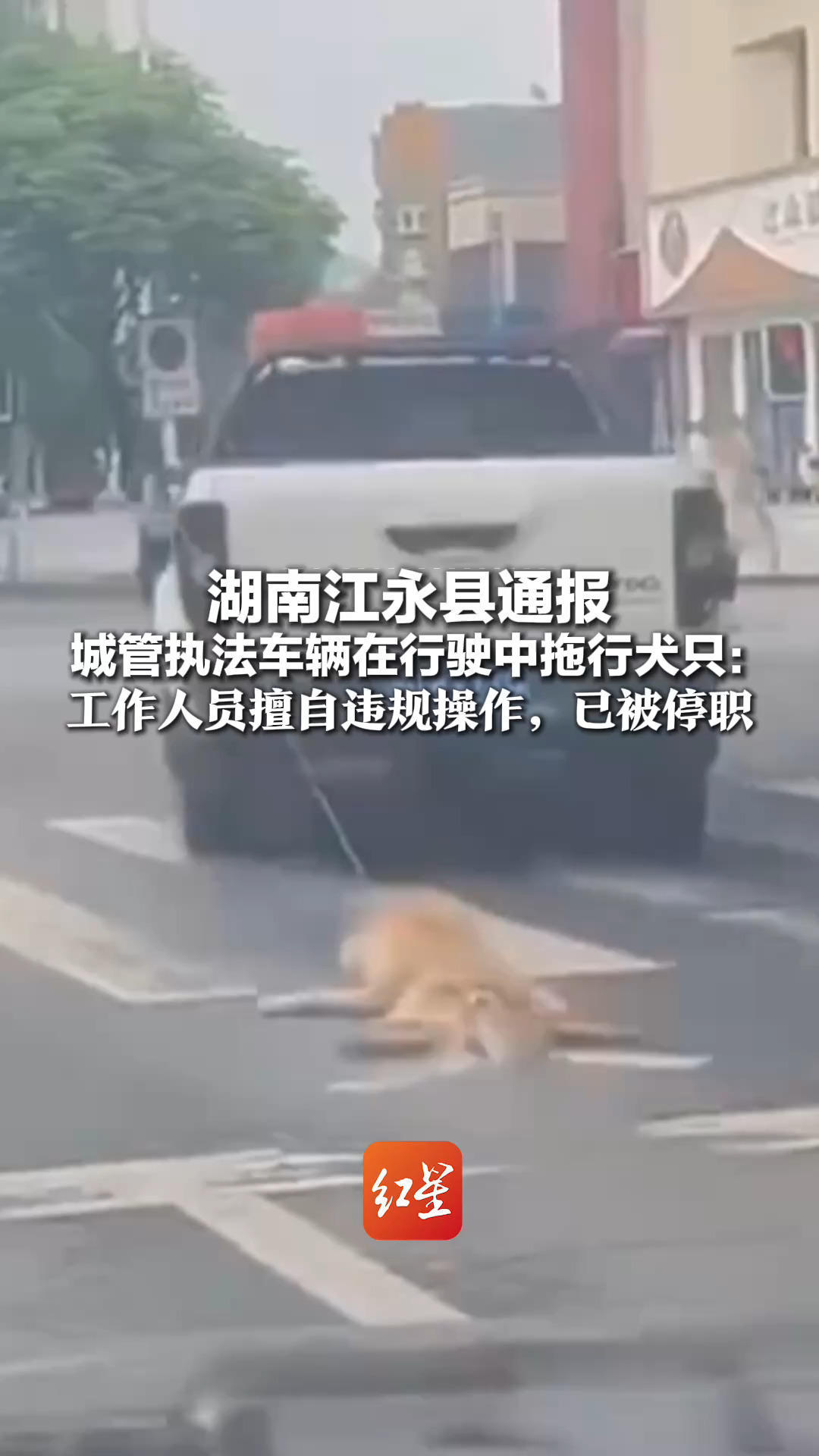 湖南江永县通报 城管执法车辆在行驶中拖行犬只：工作人员擅自违规操作 造成犬只被拖行致死，已被停职