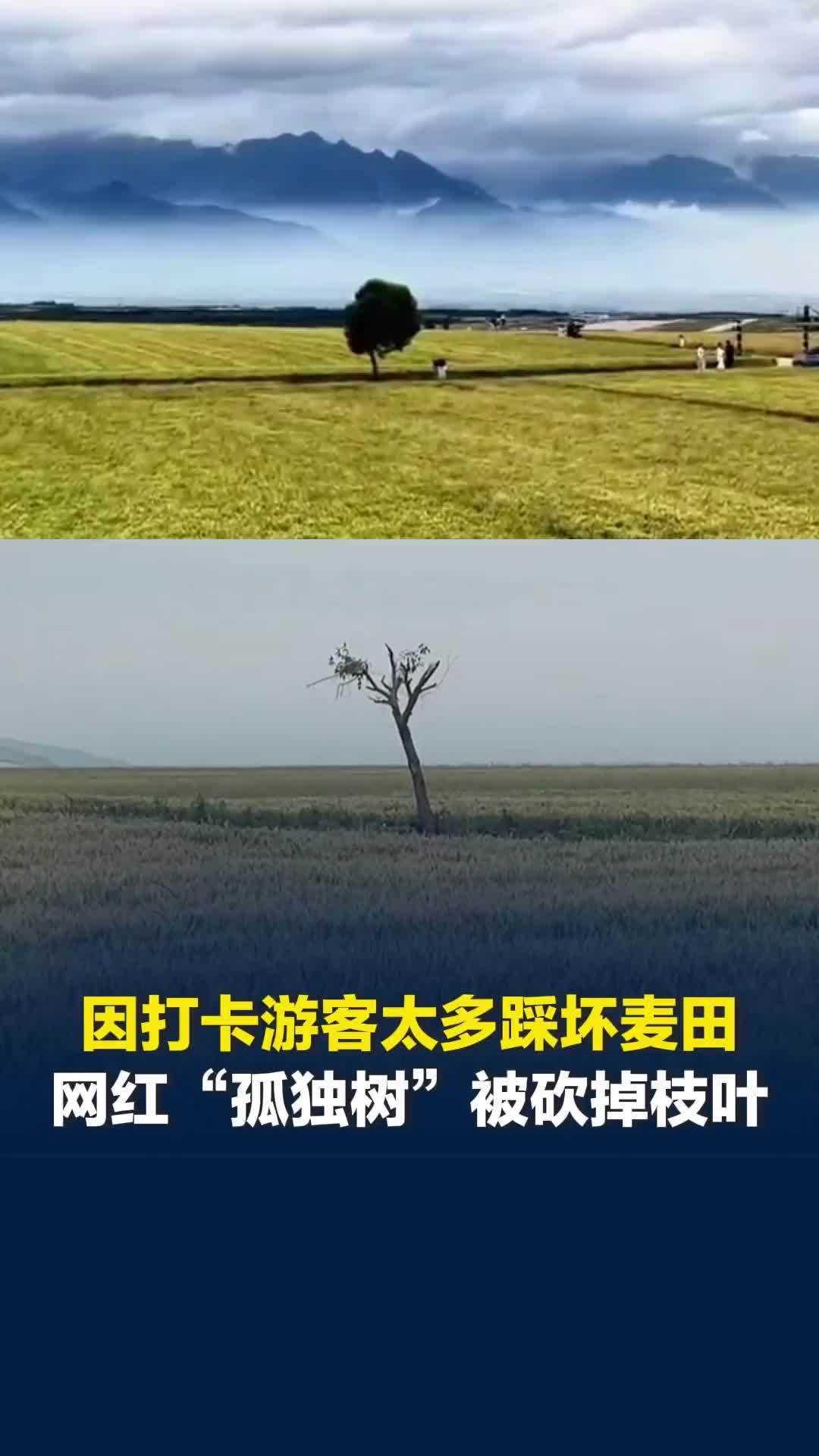 因打卡游客太多踩坏麦田，白鹿原网红“孤独树”被砍掉枝叶