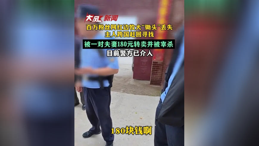 百万粉丝网红边牧犬“锄头”丢失，主人跨国赶回寻找，被男子180元转卖并被宰杀，目前警方已介入