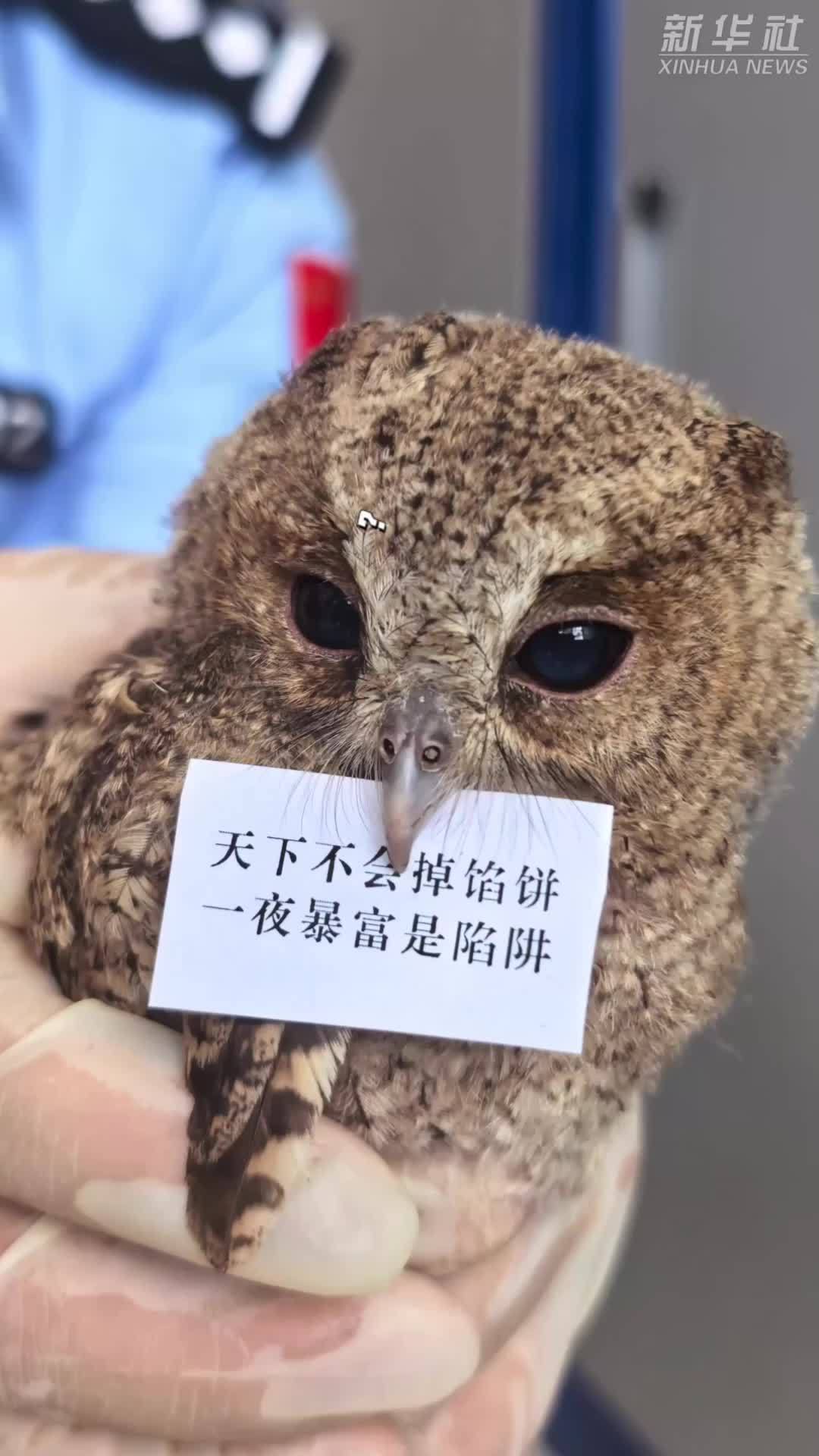 国家二级保护动物在派出所“蹭吃”，也得参加反诈宣传