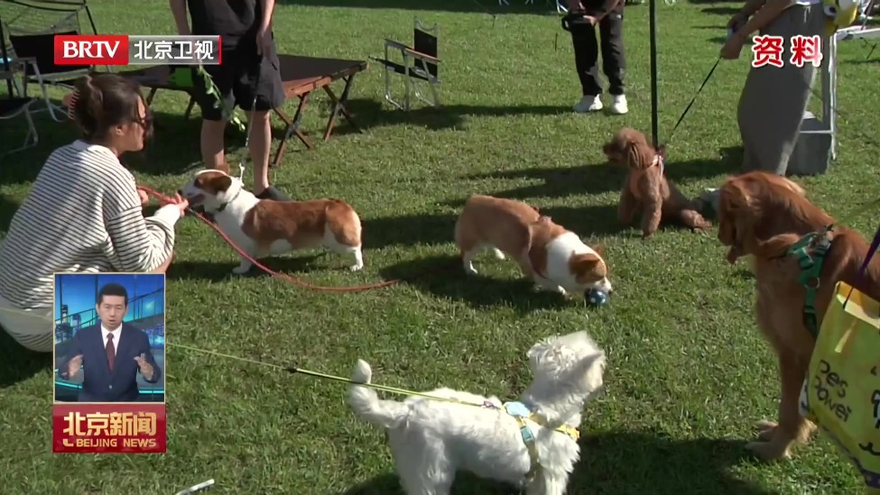《北京市养犬管理规定（修正草案）》提请审议 拟规定犬只登记前须植入电子标识