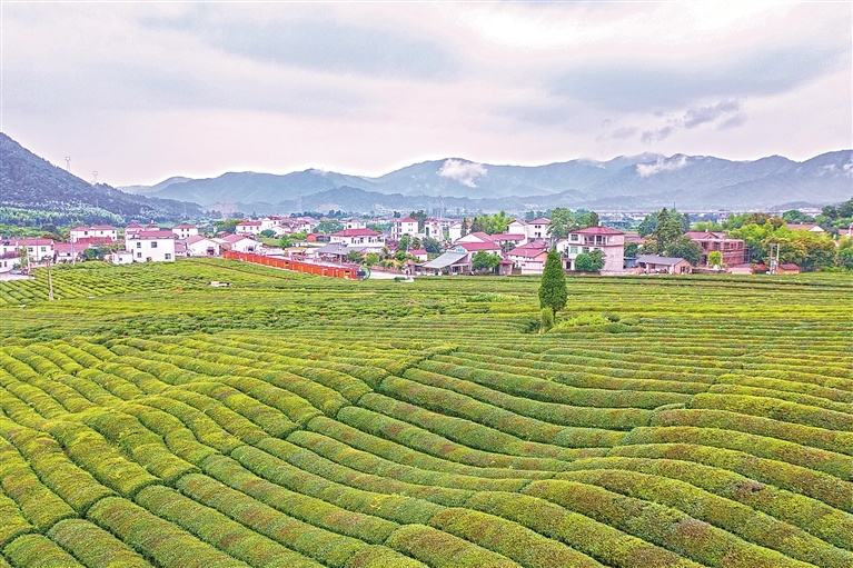 浮梁县：茶旅融合（图）